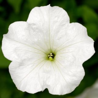 FotoFinish White Petunia Thumbnail